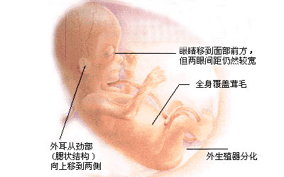 三個(gè)月胎兒性別發(fā)育圖片