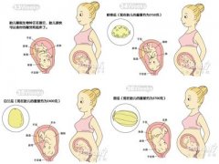 懷孕9個月胎兒發(fā)育過程圖