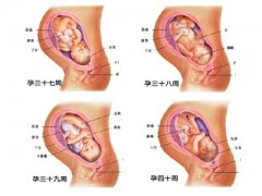 懷孕10個月胎兒發(fā)育過程圖