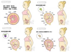 懷孕2個(gè)月胎兒發(fā)育過(guò)程圖